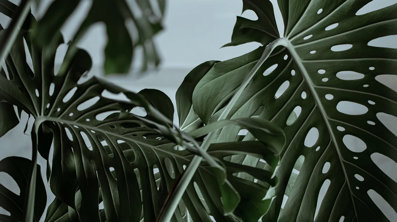 Sonnendurchflutetes Wohnzimmer mit üppigen Monstera- und Zimmerpflanzen neben einem iPhone mit botanischen Tageszählern
